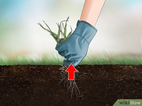 We did not find results for: 3 Ways to Get Rid of Quack Grass - wikiHow