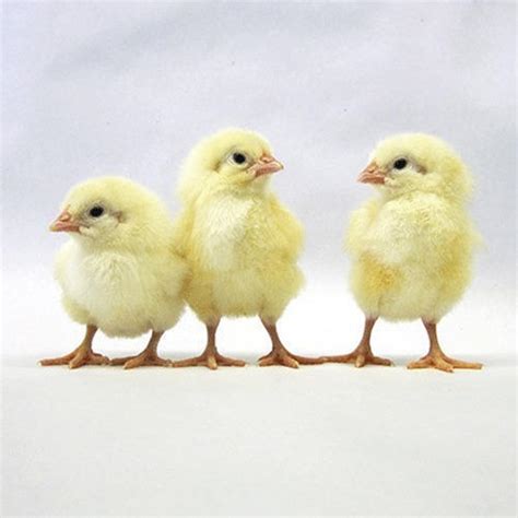Day Old Chicks At Rs 28piece Broiler Chicks Id 17803552712