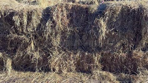 Dry Straw On The Road Haystack Hay Straw Bale Of Hay Group Dry