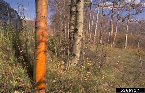 Check spelling or type a new query. Cytospora cankers (Cytospora spp. ) on quaking aspen ...