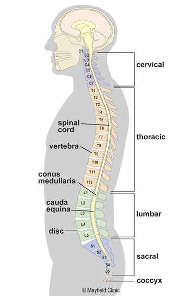 Importance Of A Healthy Spine Sanamotion International Training