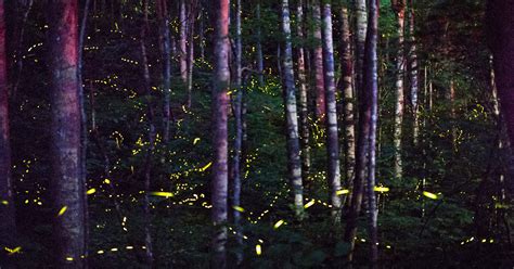 Great Smokies Synchronous Firefly Viewing Lottery Hit Record High