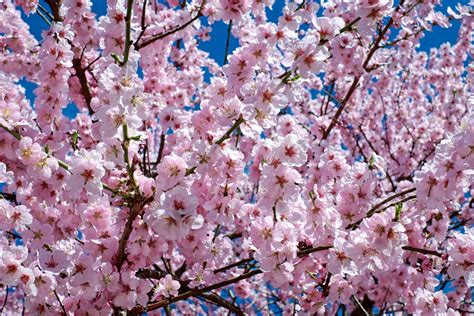 345245 Beautiful Anime Street Scenery Cherry Blossom Kimono 4k