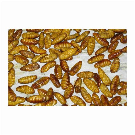 Top Grade Frozen Dried Silkworms Pupae Buy Dried And Frozen Silkworm