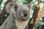 Cars and STDs killing koalas in Queensland