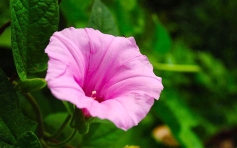 Morning Glory Flower Photography Wallpaper 07 Preview