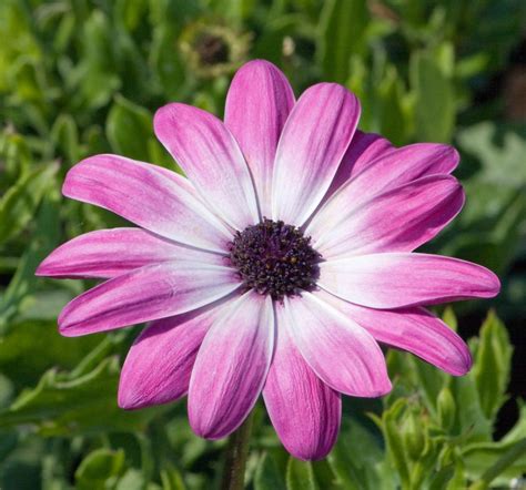 Fotos Gratis Naturaleza Pétalo Foto Botánica Rosado Flora Flor