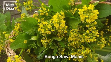 Tambahkan air matang 50 ml. Bunga Sawi Masak Sos Tiram - YouTube