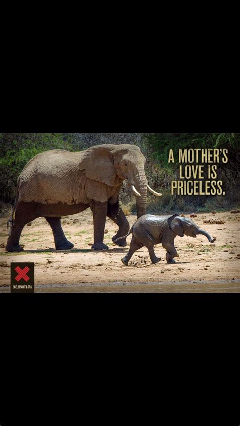 Pin By Emma P Campbell On Animal Animals Mothers Love Happy Mothers Day