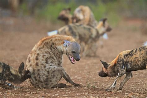 Can A Hyena Kill A Dog