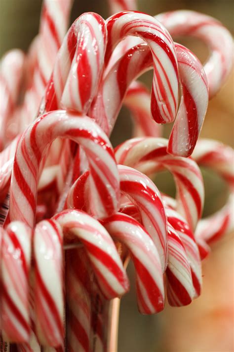They started as straight white sugar sticks and a few years later the red stripes were added. Christmas Candy Canes Free Stock Photo - Public Domain ...