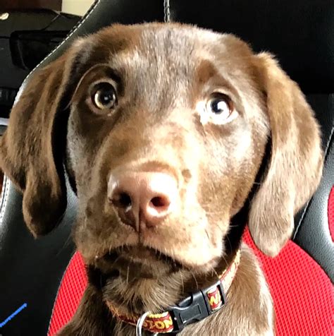 [Retire LKA] Bring Fido! - Lake Anna Online