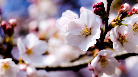 White Cherry Blossom Wallpapers Pixelstalknet