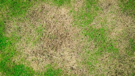 Brown Patch Lawn Disease 101 Everything You Need To Know Arboreal