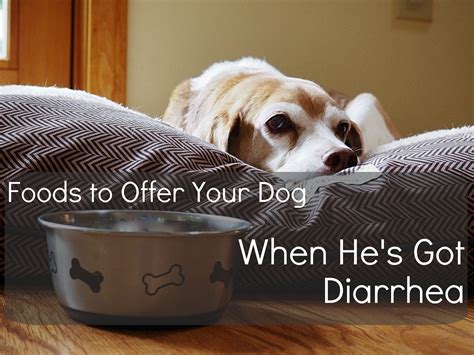 Should I Feed My Dog If She Has Diarrhea