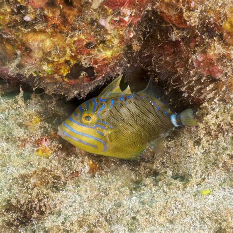 Queen Triggerfish Balistes Vetula CuraÃ§ao Lesser Antilles