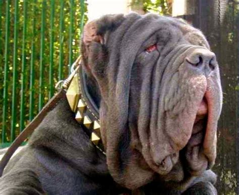 El mastin napolitano, de origen oriental, es uno de los molosos de aspecto mas espectacular en cualquier caso, su perro, que sabra corresponder a su carino y atenciones, se beneficiara de esta. Perros guardianes y defensaRazas de perros | Razas de perros