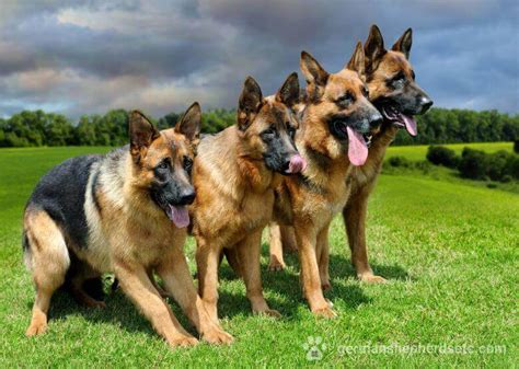 German Shepherd Growth Stages Gsd Growth Charts