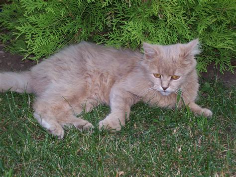 Hairy Cat