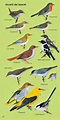 Il mondo in un giardino: Come riconoscere gli uccelli dei boschi