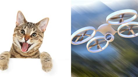 Cats Take On Quadcopter In Hilarious Video Abc7 Los Angeles