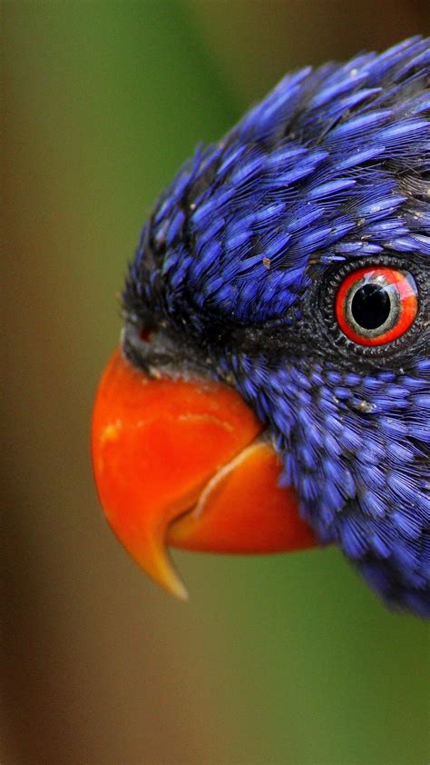 Wallpaper Rainbow Parrot Beautiful Colorful Animals Exotic Birds
