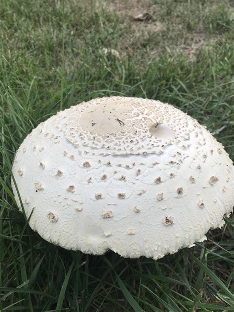 Identify Just Growing In My Yard In Mn Rmushroomhunting