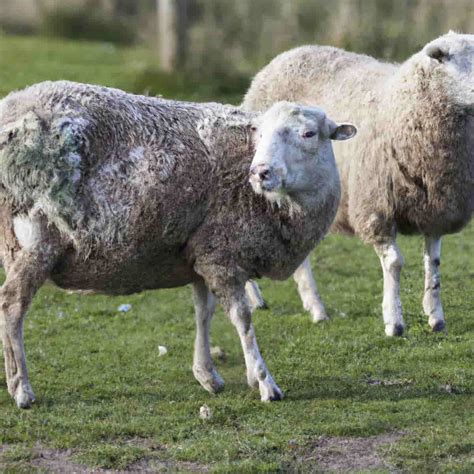 top 10 sheep diseases symptoms causes prevention and control
