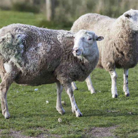 Top 10 Sheep Diseases Symptoms Causes Prevention And Control