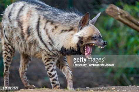 Yawning Striped Hyena High Res Stock Photo Getty Images