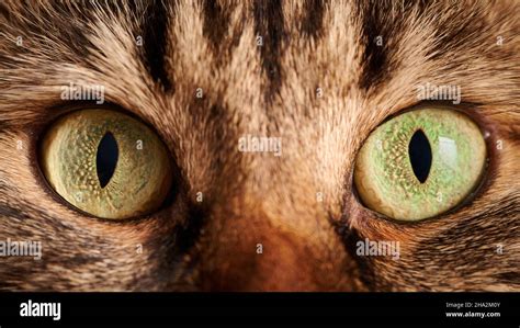 Green Yellow Eyes Of Tabby Cat Macro Highland Scottish Fold Cat Eyes