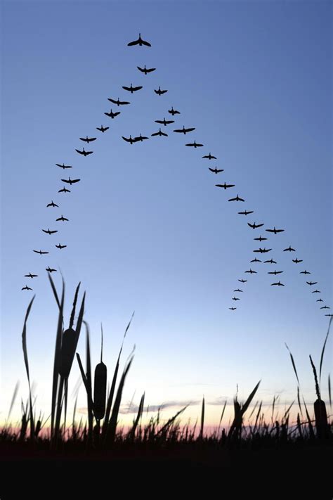 Migrating Canada Geese You Know Why When Geese Fly In V Formation One Line Is Longer Than The