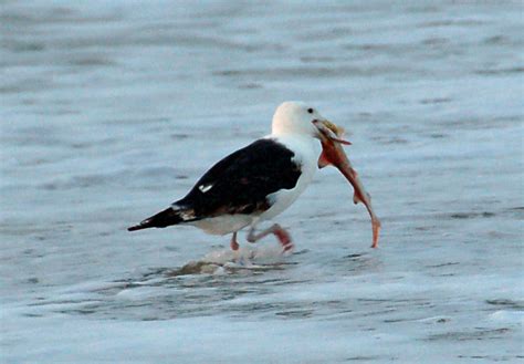 Seagull Snack Seagull Eating A Juvenile Shark It Was Swal Flickr