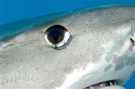 Get Up Close And Personal With These Incredible Sharks Popular Science