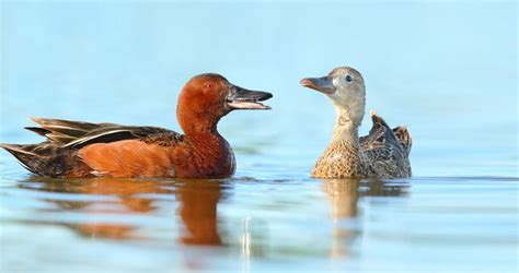 Cinnamon Teal Identification All About Birds Cornell Lab Of Ornithology