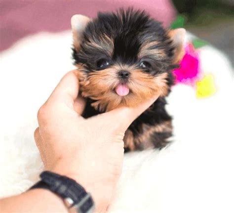How Much Does A Yorkie Dog Cost