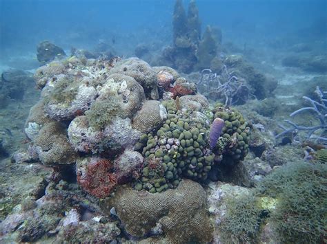 Aruba Acts To Protect Endangered Coral Reefs Aruba Today