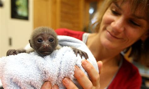 Home And Dry Endangered Baby Woolly Monkey Born Finds A Surrogate Mum