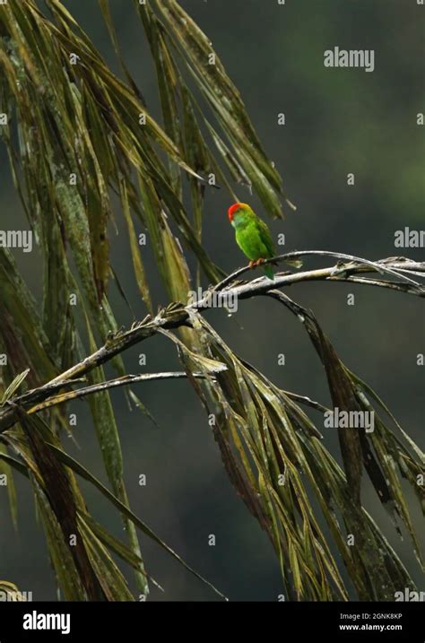Sri Lanka Hanging Parrot Hi Res Stock Photography And Images Alamy