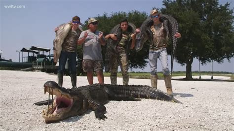 September Is Gator Season In South Louisiana