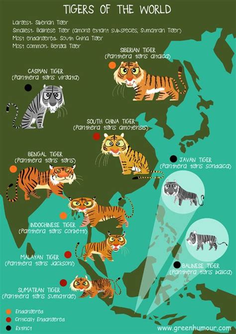 According to the united nations, the. July 2015 | Tiger species, Tiger facts, Tiger habitat