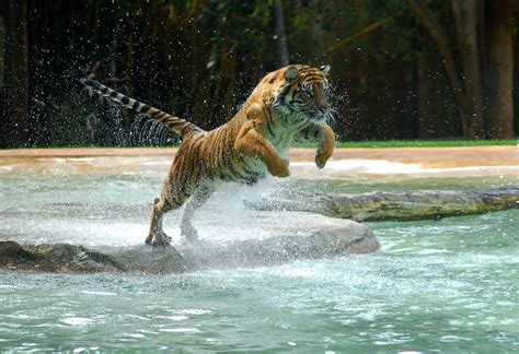 Animals Jumping Tigers Water Wallpaper Tiger Wallpaper Tiger
