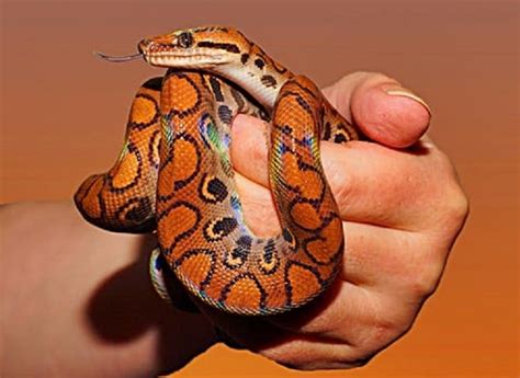 Check spelling or type a new query. Popular Types of Pet Snakes - All Pet Care