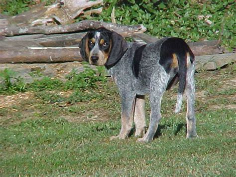 The blue tick coonhound is thought to have been bred in louisiana from the english foxhound, cur, and bleu gascogne french hound. The Bluetick Coonhound is the state dog of Tennessee ...