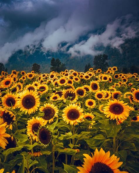 50 Yellow Aesthetic Sunflowers Hd Wallpapers Desktop
