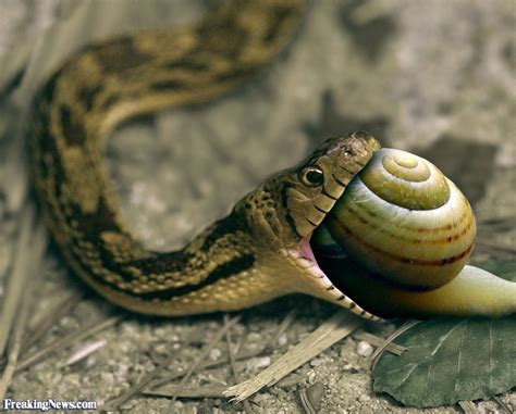 A large boa constrictor kills and eats a purus howler monkey. Bugs eating critters and critters eating bugs | Animals ...