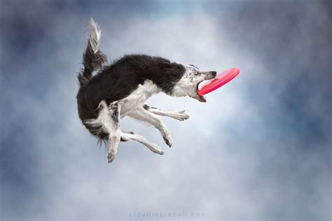 Gravity Defying Photos Of Determined Dogs Catching Frisbees In Mid Air