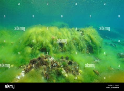 Underwater Filamentous Algae Cover A Rocky Seabed In The Mediterranean