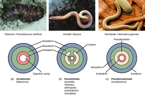 The Three Main Layers Of The Coelomic Epithelium Steve Gallik