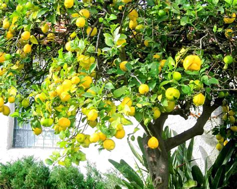 Lemon Tree for sale in UK | 47 second-hand Lemon Trees